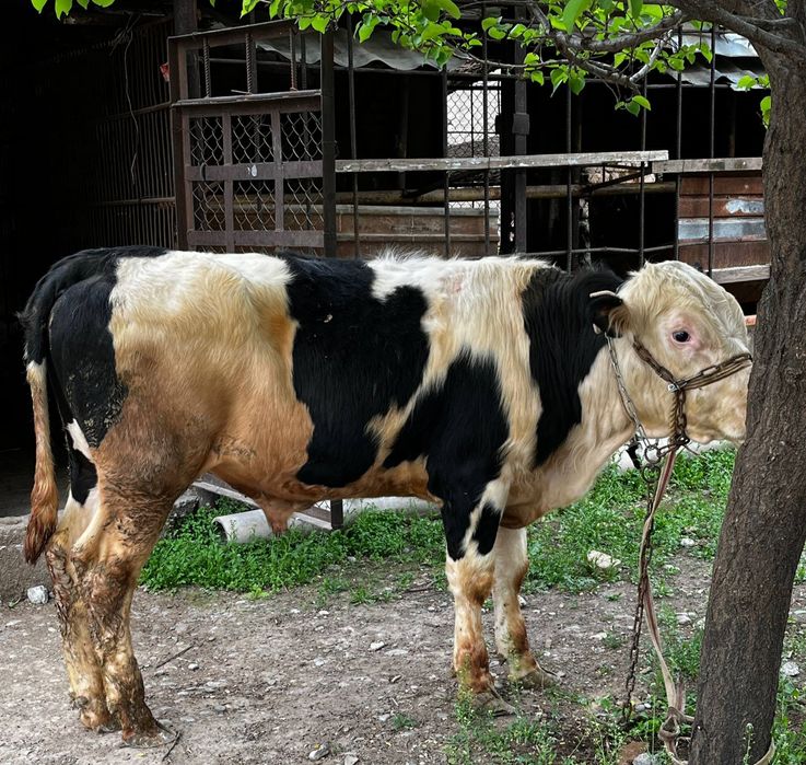 Семіз Бұқа сатылады.