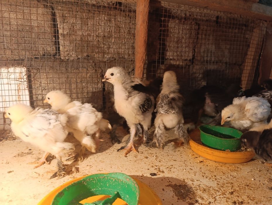 Цыплята  брама  продаются