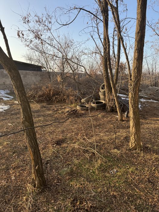 Карагач дрова продам