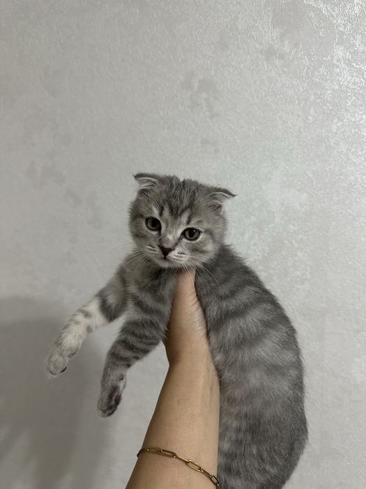 Котенок вислоухий