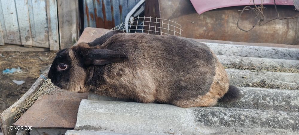 Продам карликового кролика