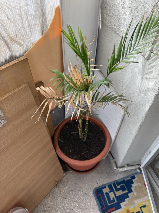 Vand ghivece si jardiniere cu pamant de flori