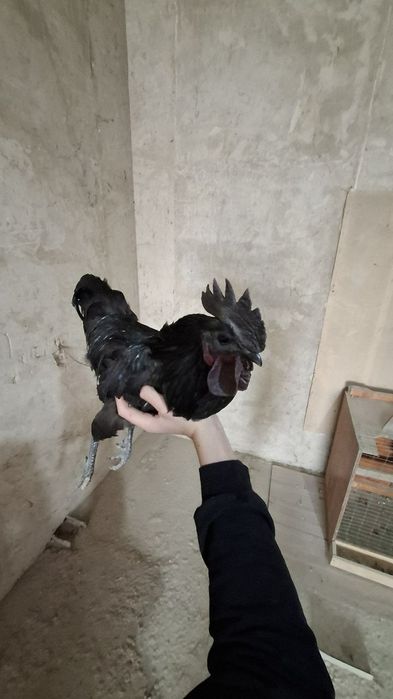 Ухайлу жўжа хўроз