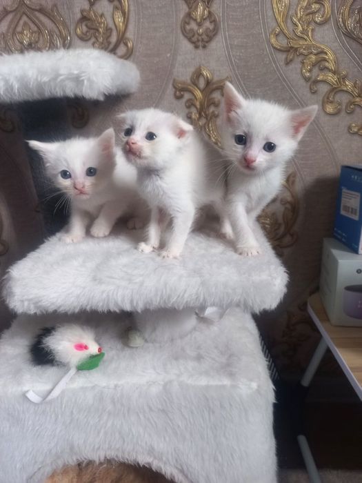 Мушукчалар кошки