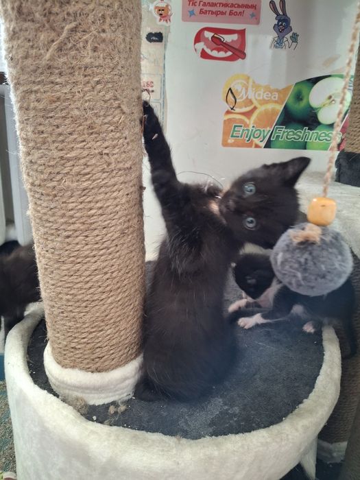 Отдам котят в добрые руки