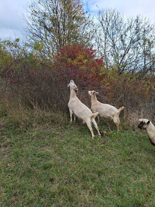 Capre Sana de vanzare