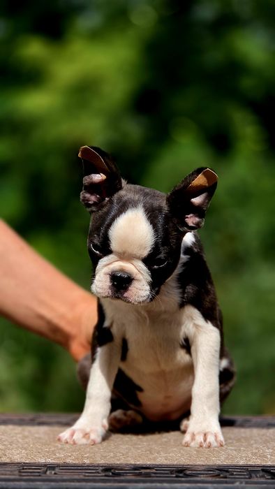 Boston Terrier femela