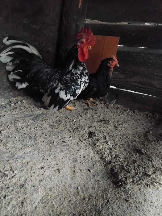 Vand  Gaini Cochinchina.