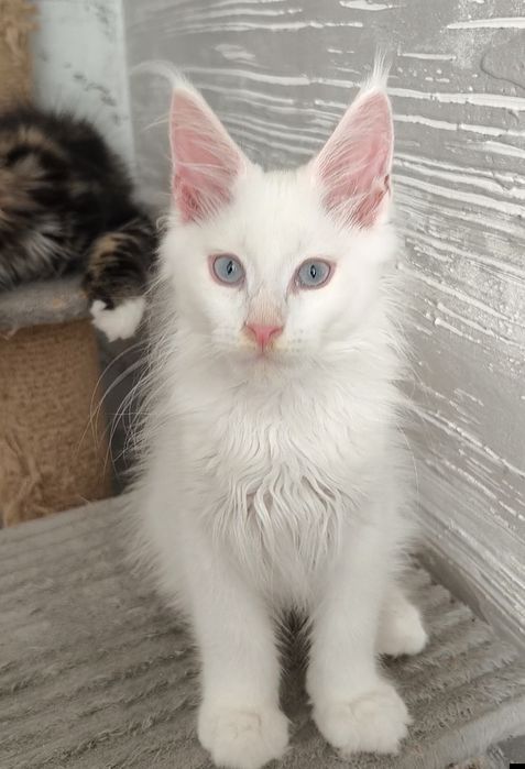 Продам котят Мейкун