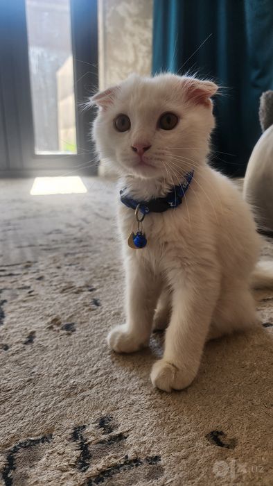 Scottish fold 6 oylik. Oʻgʻil bola..