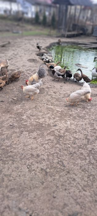 Ouă de rață și gânscă