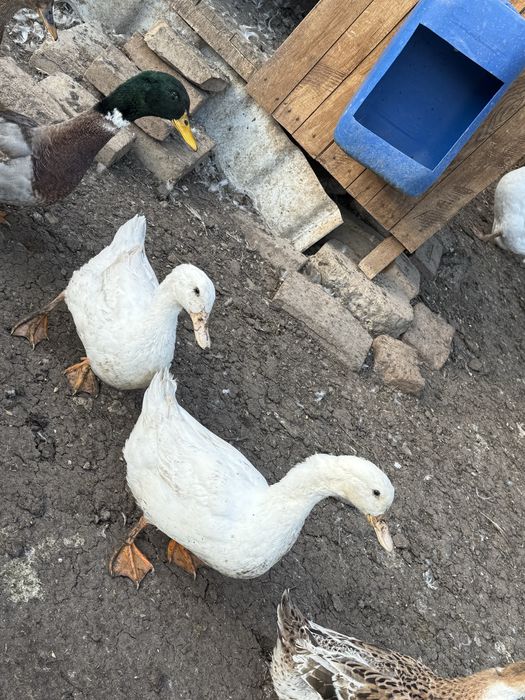 Rate, ratoi si gasca de vanzare