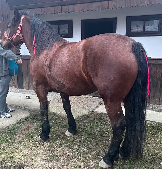 Vând iapă semi-grea