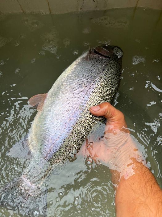 Форель сотилади келишилган нархда