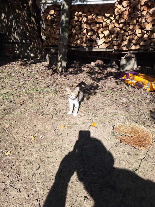 Donez pui de pisica,Sat Racovat, Comuna Pomarla,jud. Botosani
