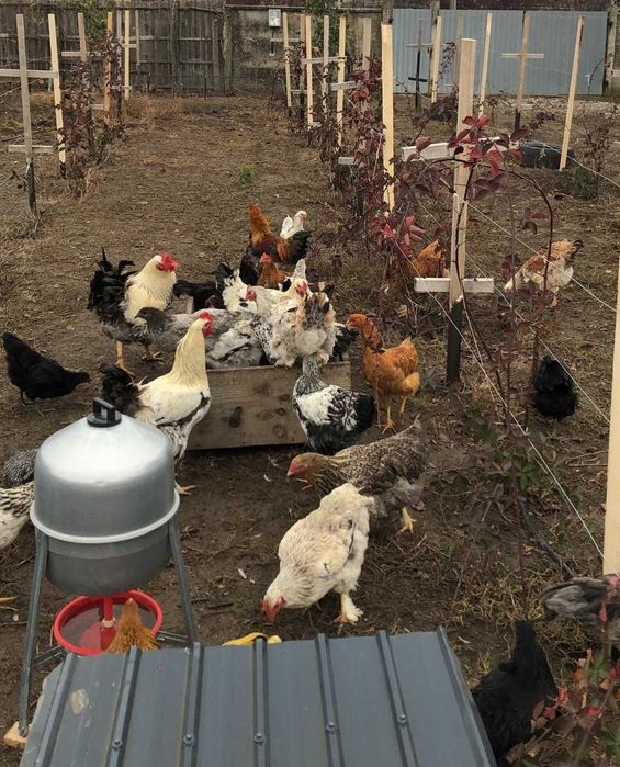 Oua de gaină și de rață de casă