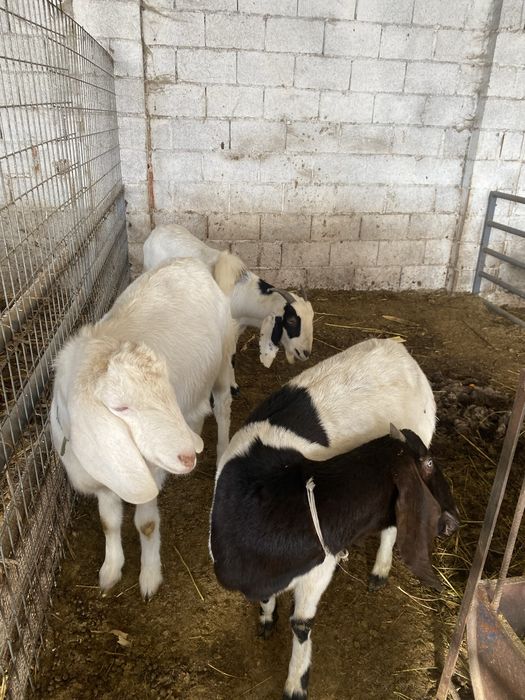 Продам коз молочный