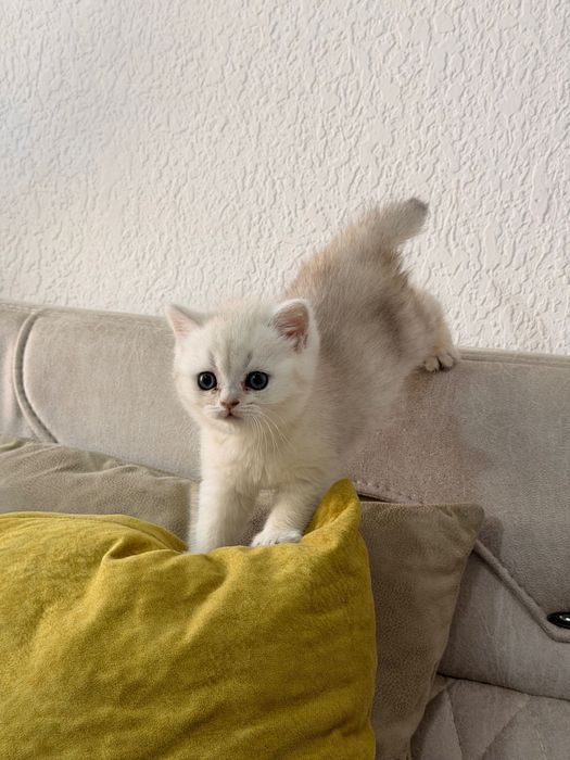 Чистокровные шиншиллы