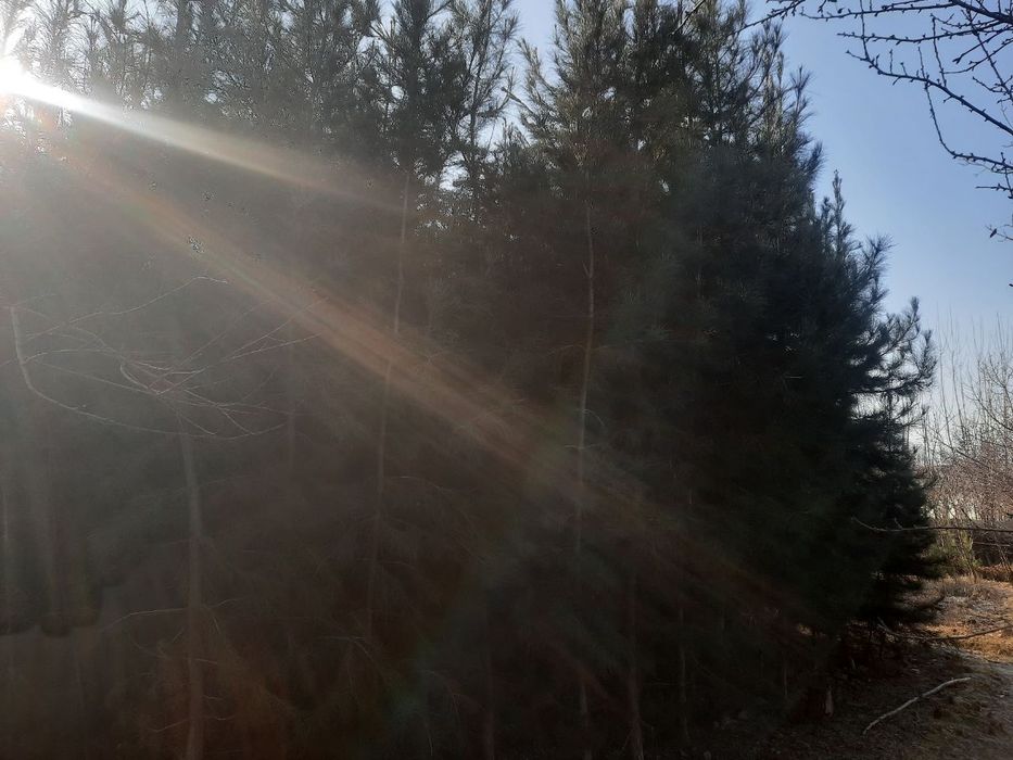 Сасна арча 5йиллик