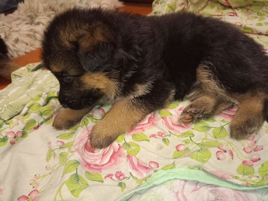 Щенки немецкой овчарки