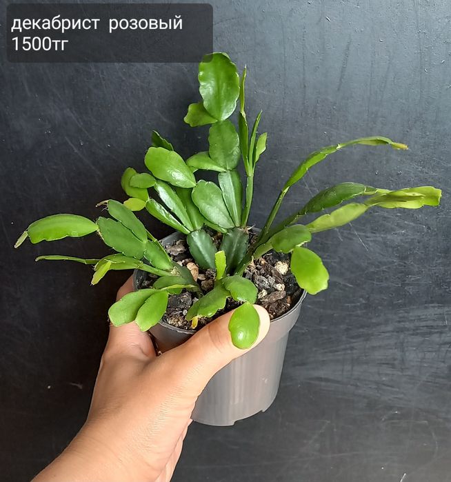 Комнатные цветы для уюта