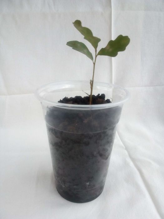 Дъб, Горски,Летен,Quercus Robur, Разсад