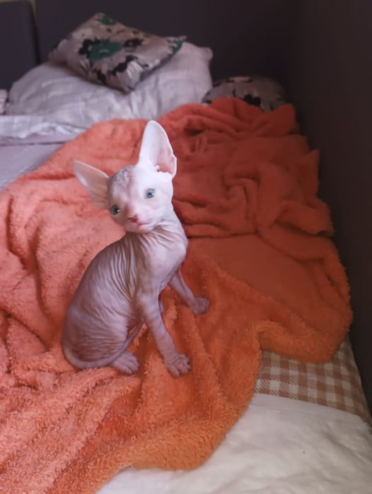 Канадский сфинкс