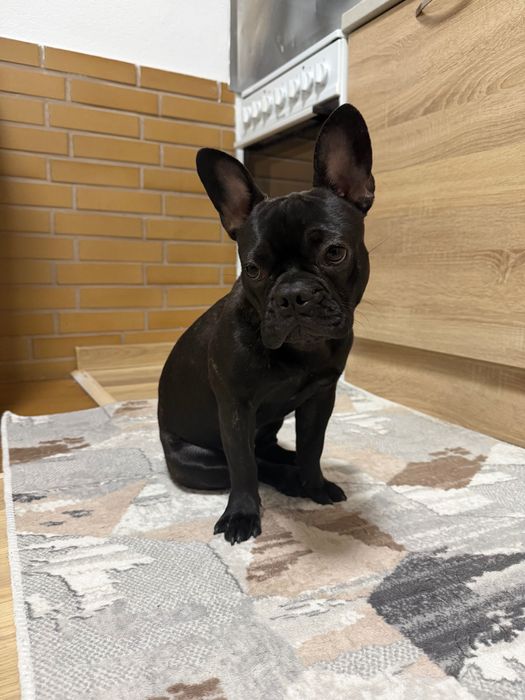 Френски булдог - женско