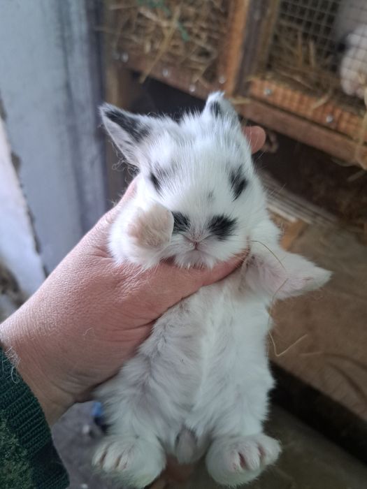 Декоративный кролик