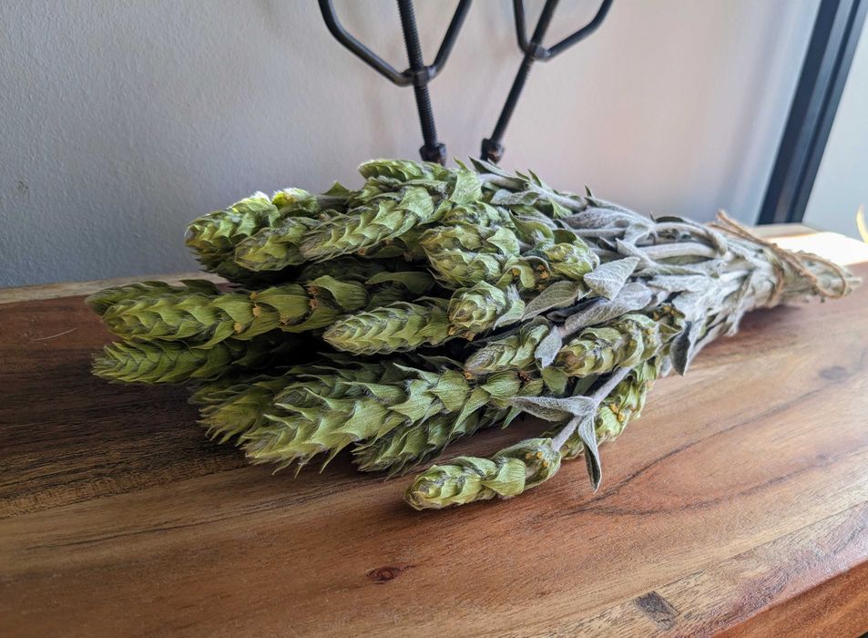 Мурсалски чай. Sideritis scardica