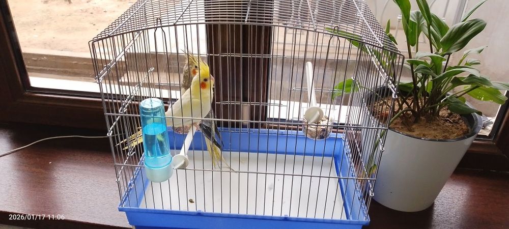 Karella popugay toti qush