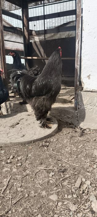 Петух Брама молодой