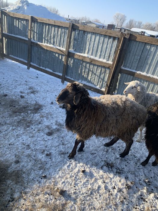 Продается кошкар