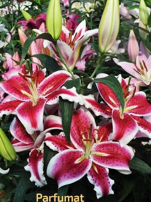 Bulbi de crini imperiali, parfumați