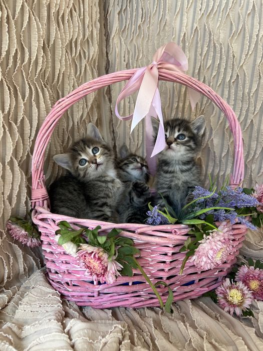 Котята в хорошие руки.