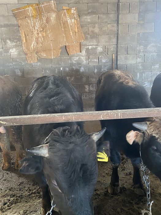 Продам быков на откорме