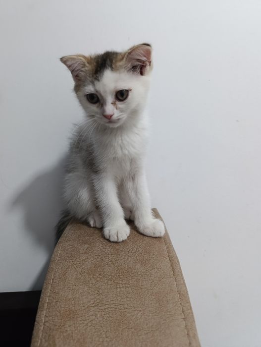 Скоттиш страйт ва Скоттиш фолд (окрас шиншилла)