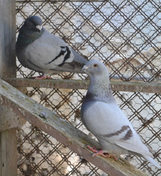 Porumbei Voiajori Standard