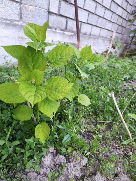 Гортензия белая морозостойкая