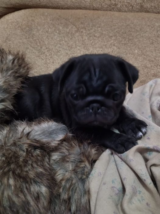 Продам щенков мопса,рассрочка каспи 0 0 12