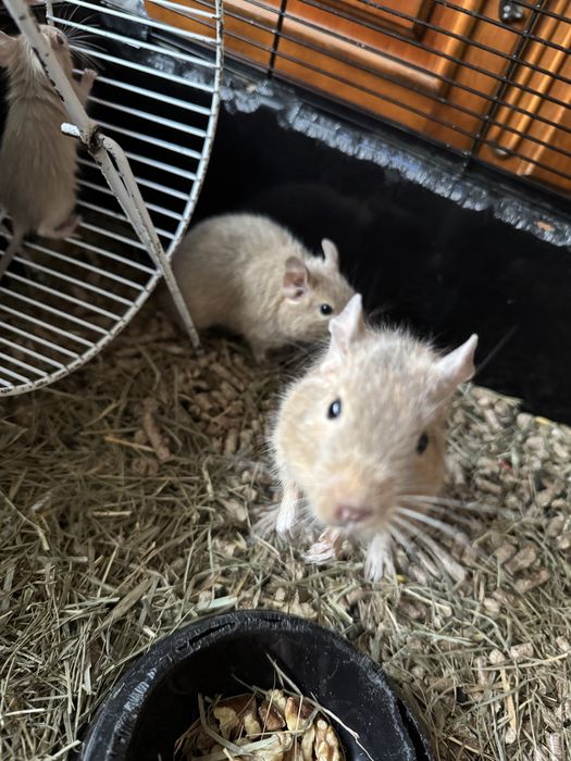 Veverițe Degu - Donatie