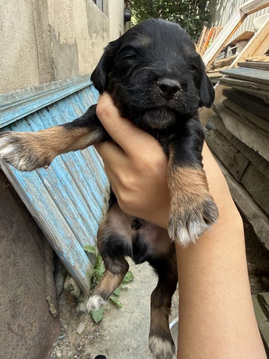 Щенята русский спаниель
