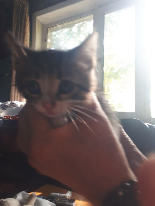 котята 1,5 месяца