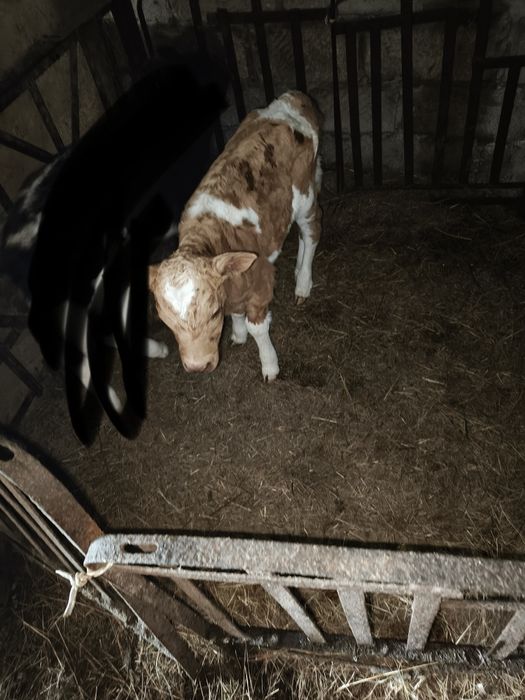 Продам теленка телку*