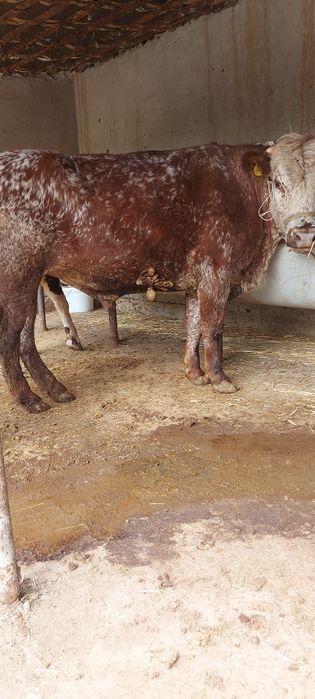 3 бас бұқа сатылады