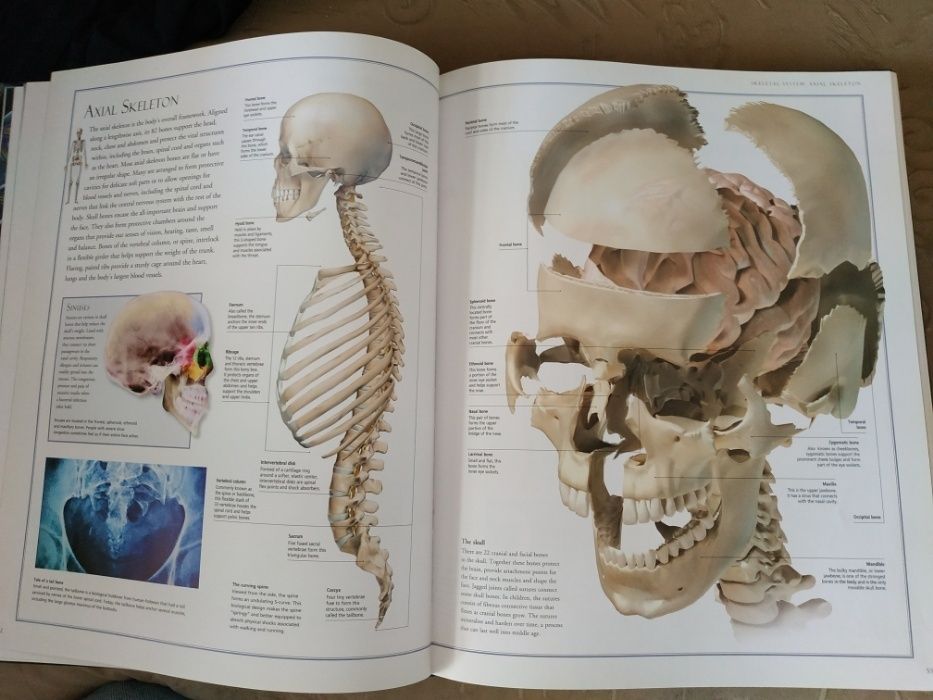 Атлас анатомический