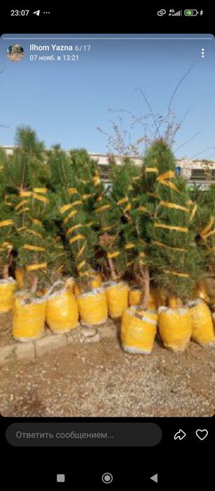 Archa kitob va Qrim sasnalar sotiladi