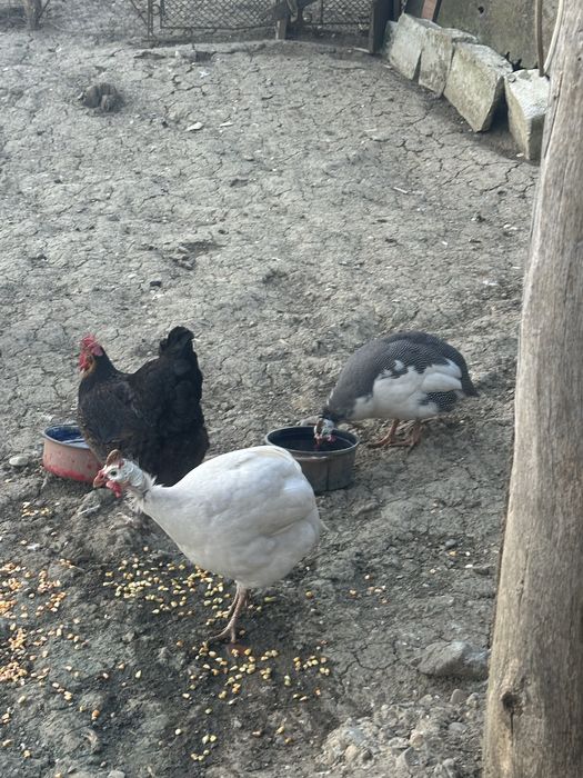 Oua de bibilica 5 lei bucata