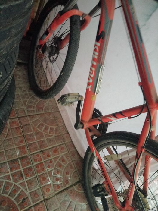 Велик  албуменивий