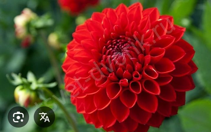 Продам корни георгина